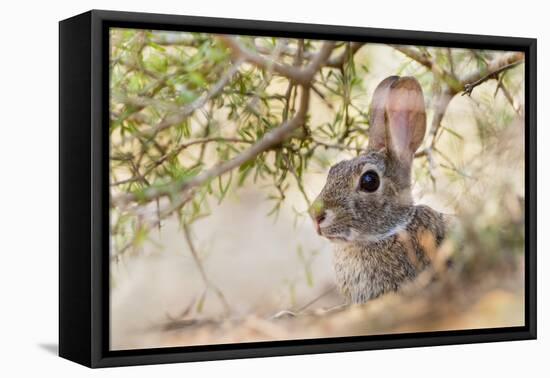 Eastern Cottontail Rabbit resting in shade-Larry Ditto-Framed Premier Image Canvas