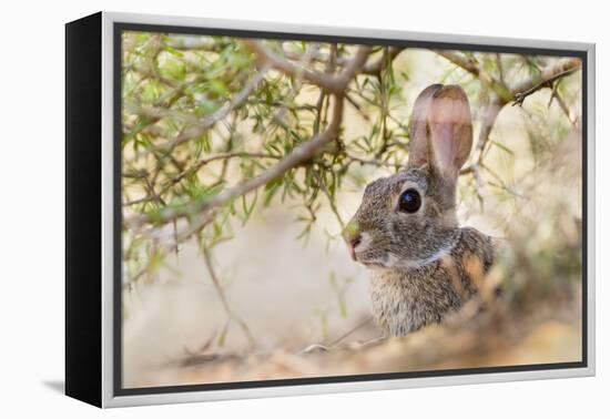 Eastern Cottontail Rabbit resting in shade-Larry Ditto-Framed Premier Image Canvas