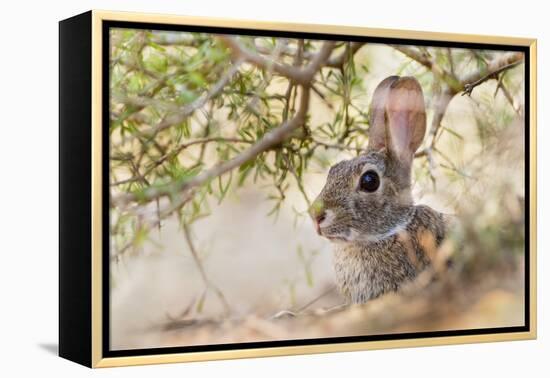 Eastern Cottontail Rabbit resting in shade-Larry Ditto-Framed Premier Image Canvas