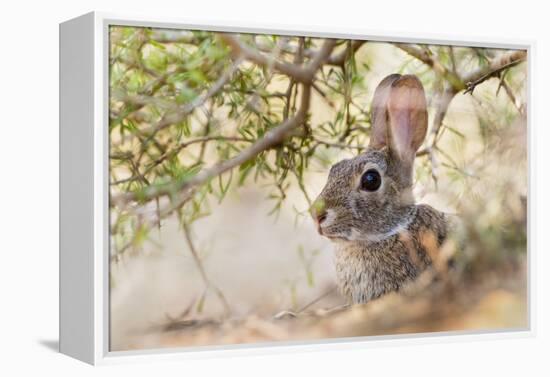 Eastern Cottontail Rabbit resting in shade-Larry Ditto-Framed Premier Image Canvas