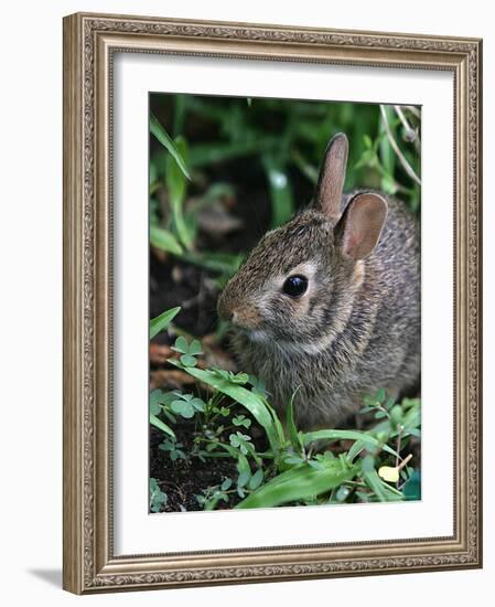 Eastern Cottontail Rabbit, Tyler, Texas-Dr. Scott M. Lieberman-Framed Photographic Print