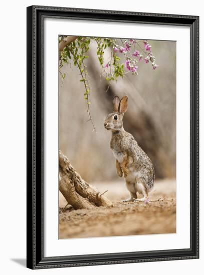 Eastern Cottontail Rabbit, Wildlife, Feeding on Blooms of Native Plants-Larry Ditto-Framed Photographic Print