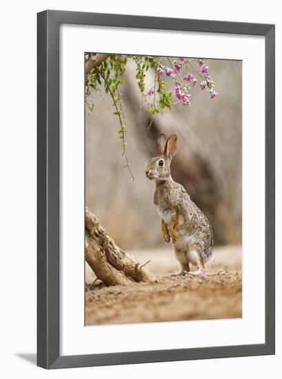 Eastern Cottontail Rabbit, Wildlife, Feeding on Blooms of Native Plants-Larry Ditto-Framed Photographic Print