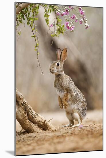 Eastern Cottontail Rabbit, Wildlife, Feeding on Blooms of Native Plants-Larry Ditto-Mounted Photographic Print