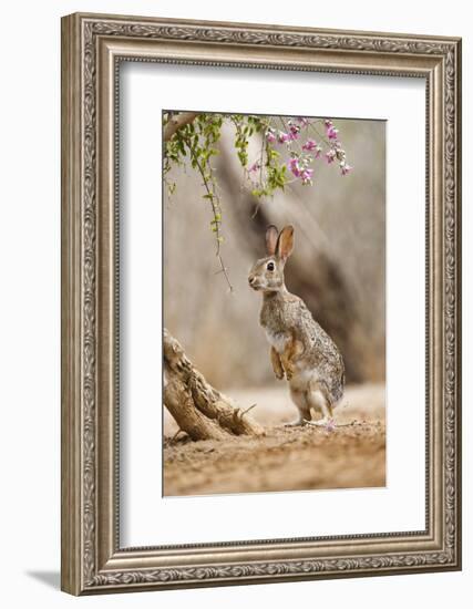 Eastern Cottontail Rabbit, Wildlife, Feeding on Blooms of Native Plants-Larry Ditto-Framed Photographic Print