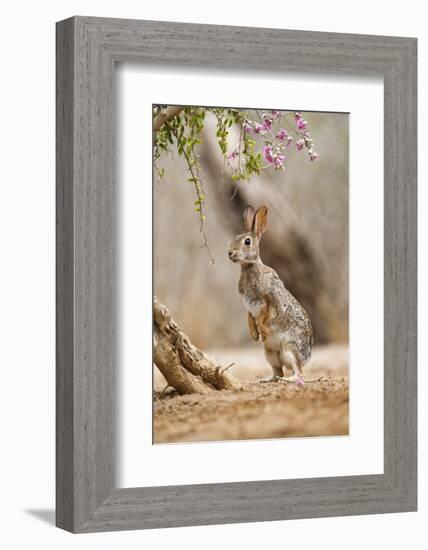 Eastern Cottontail Rabbit, Wildlife, Feeding on Blooms of Native Plants-Larry Ditto-Framed Photographic Print