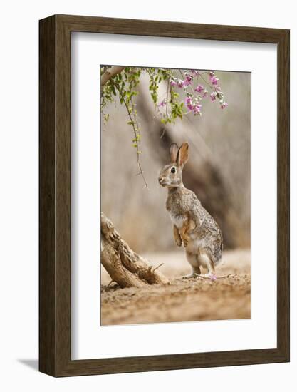 Eastern Cottontail Rabbit, Wildlife, Feeding on Blooms of Native Plants-Larry Ditto-Framed Photographic Print