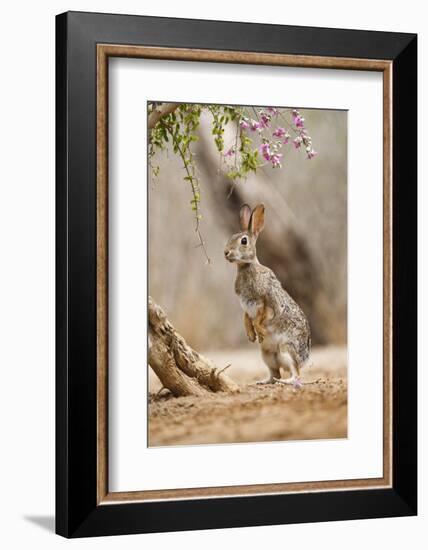 Eastern Cottontail Rabbit, Wildlife, Feeding on Blooms of Native Plants-Larry Ditto-Framed Photographic Print