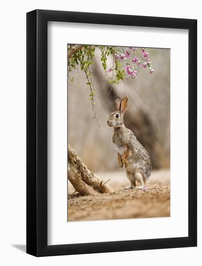 Eastern Cottontail Rabbit, Wildlife, Feeding on Blooms of Native Plants-Larry Ditto-Framed Photographic Print