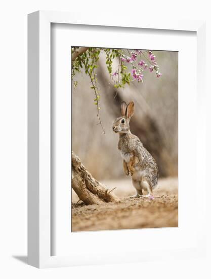 Eastern Cottontail Rabbit, Wildlife, Feeding on Blooms of Native Plants-Larry Ditto-Framed Photographic Print