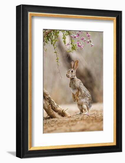 Eastern Cottontail Rabbit, Wildlife, Feeding on Blooms of Native Plants-Larry Ditto-Framed Photographic Print