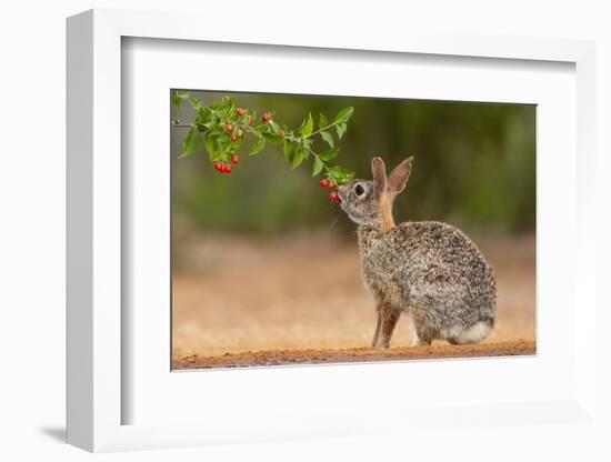 Eastern Cottontail (Sylvilagus floridanus) feeding-Larry Ditto-Framed Photographic Print