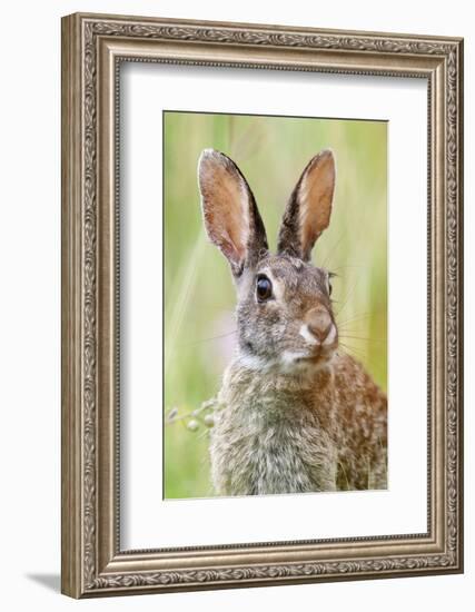 Eastern Cottontail (Sylvilagus Floridanus) Portrait, Laredo Borderlands, Texas, USA. April-Claudio Contreras-Framed Photographic Print