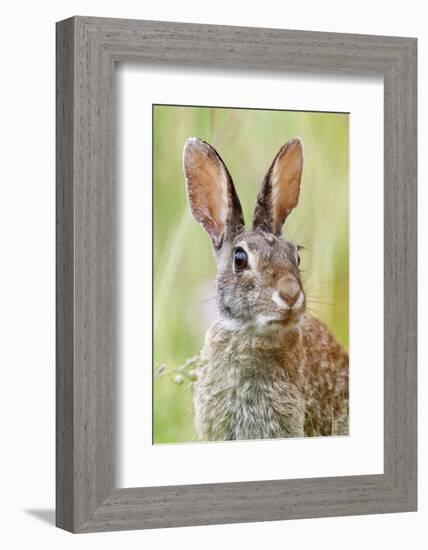 Eastern Cottontail (Sylvilagus Floridanus) Portrait, Laredo Borderlands, Texas, USA. April-Claudio Contreras-Framed Photographic Print