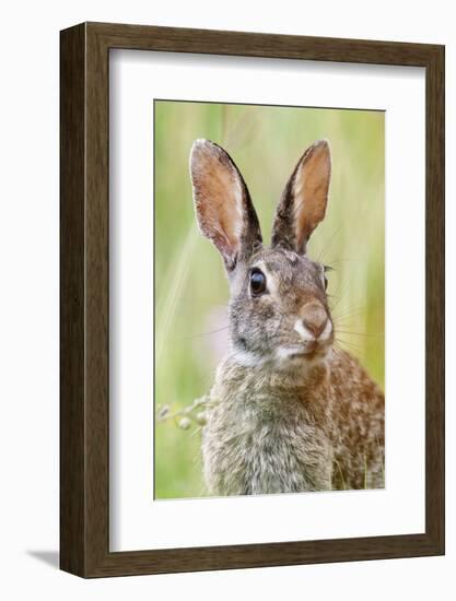 Eastern Cottontail (Sylvilagus Floridanus) Portrait, Laredo Borderlands, Texas, USA. April-Claudio Contreras-Framed Photographic Print