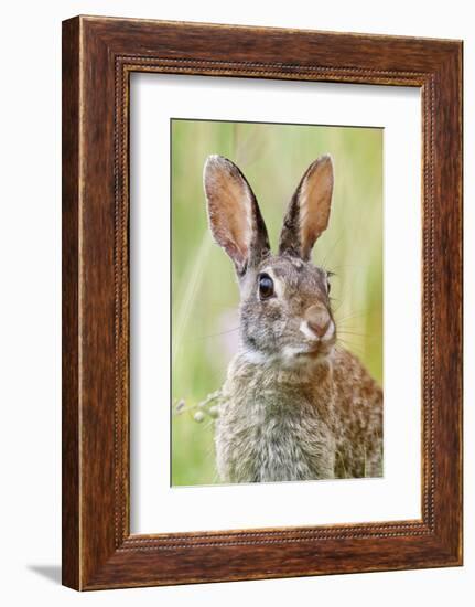 Eastern Cottontail (Sylvilagus Floridanus) Portrait, Laredo Borderlands, Texas, USA. April-Claudio Contreras-Framed Photographic Print