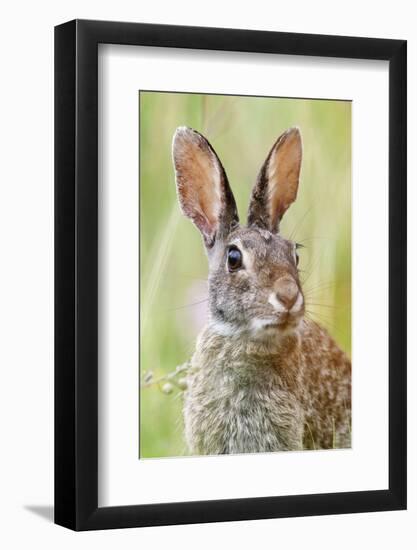 Eastern Cottontail (Sylvilagus Floridanus) Portrait, Laredo Borderlands, Texas, USA. April-Claudio Contreras-Framed Photographic Print