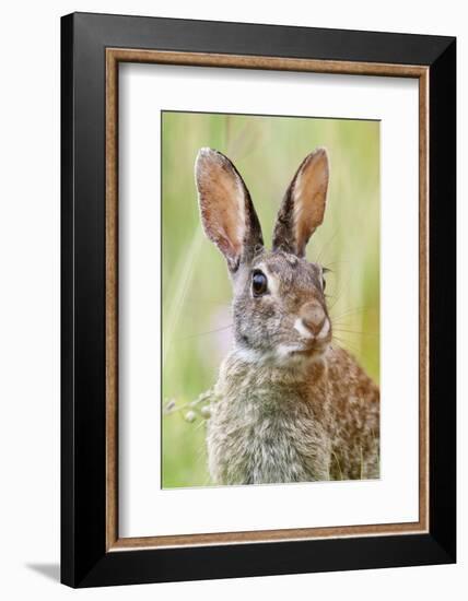 Eastern Cottontail (Sylvilagus Floridanus) Portrait, Laredo Borderlands, Texas, USA. April-Claudio Contreras-Framed Photographic Print