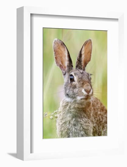 Eastern Cottontail (Sylvilagus Floridanus) Portrait, Laredo Borderlands, Texas, USA. April-Claudio Contreras-Framed Photographic Print