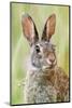 Eastern Cottontail (Sylvilagus Floridanus) Portrait, Laredo Borderlands, Texas, USA. April-Claudio Contreras-Mounted Photographic Print