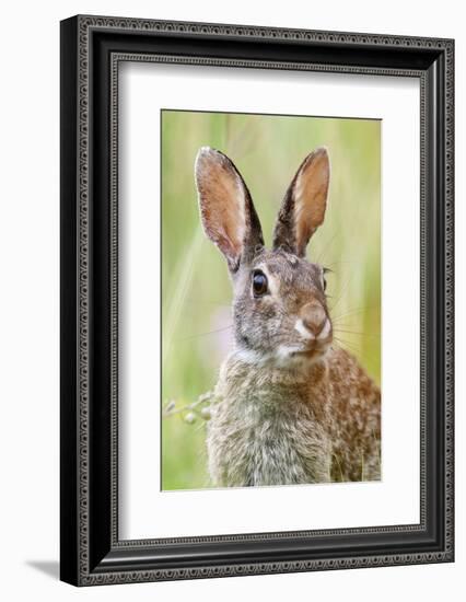 Eastern Cottontail (Sylvilagus Floridanus) Portrait, Laredo Borderlands, Texas, USA. April-Claudio Contreras-Framed Photographic Print