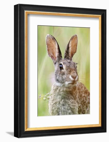 Eastern Cottontail (Sylvilagus Floridanus) Portrait, Laredo Borderlands, Texas, USA. April-Claudio Contreras-Framed Photographic Print