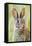 Eastern Cottontail (Sylvilagus Floridanus) Portrait, Laredo Borderlands, Texas, USA. April-Claudio Contreras-Framed Premier Image Canvas