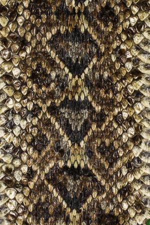  Eastern Diamond back rattlesnake scale pattern Photographic Print Adam Jones Art com