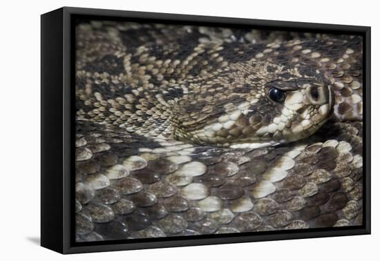 Eastern Diamondback Rattlesnake (Crotalus Adamanteus)-Scott T. Smith-Framed Premier Image Canvas