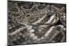 Eastern Diamondback Rattlesnake (Crotalus Adamanteus)-Scott T. Smith-Mounted Photographic Print