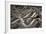 Eastern Diamondback Rattlesnake (Crotalus Adamanteus)-Scott T. Smith-Framed Photographic Print
