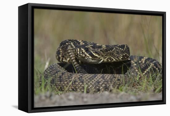 Eastern Diamondback Rattlesnake, Little St Simons Island, Georgia-Pete Oxford-Framed Premier Image Canvas