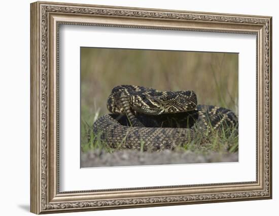 Eastern Diamondback Rattlesnake, Little St Simons Island, Georgia-Pete Oxford-Framed Photographic Print