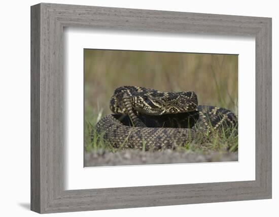 Eastern Diamondback Rattlesnake, Little St Simons Island, Georgia-Pete Oxford-Framed Photographic Print