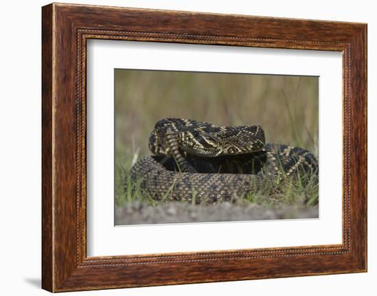 Eastern Diamondback Rattlesnake, Little St Simons Island, Georgia-Pete Oxford-Framed Photographic Print