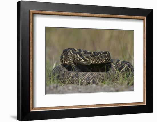 Eastern Diamondback Rattlesnake, Little St Simons Island, Georgia-Pete Oxford-Framed Photographic Print