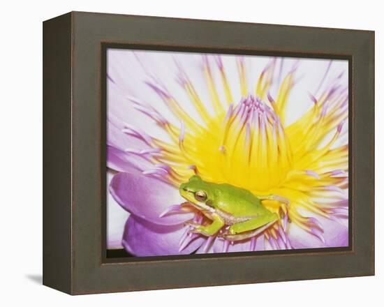 Eastern Dwarf Tree Frog on Blossoming Water Lily-Gary Bell-Framed Premier Image Canvas