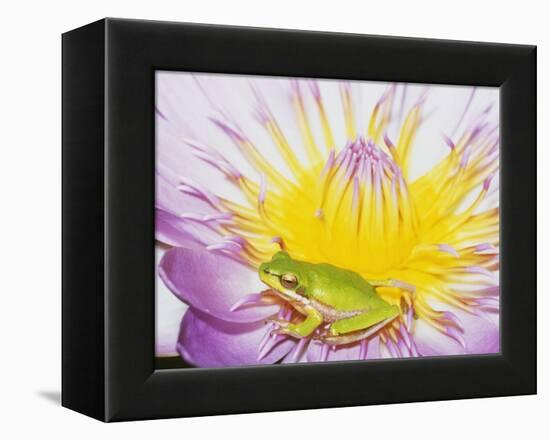 Eastern Dwarf Tree Frog on Blossoming Water Lily-Gary Bell-Framed Premier Image Canvas