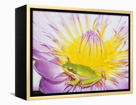 Eastern Dwarf Tree Frog on Blossoming Water Lily-Gary Bell-Framed Premier Image Canvas