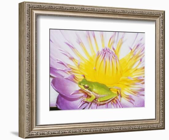 Eastern Dwarf Tree Frog on Blossoming Water Lily-Gary Bell-Framed Photographic Print