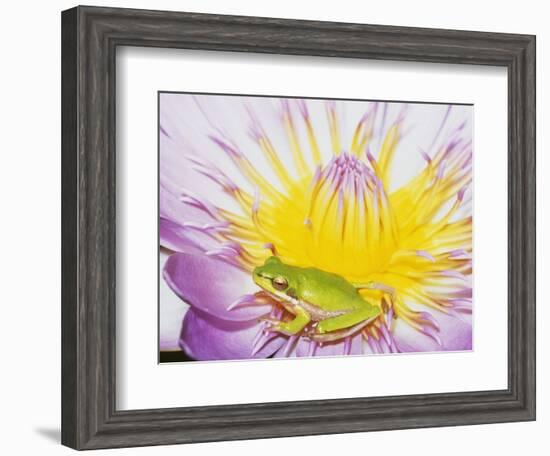 Eastern Dwarf Tree Frog on Blossoming Water Lily-Gary Bell-Framed Photographic Print