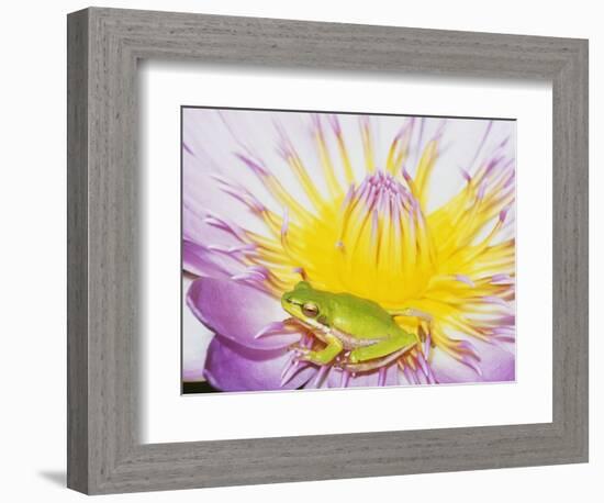 Eastern Dwarf Tree Frog on Blossoming Water Lily-Gary Bell-Framed Photographic Print