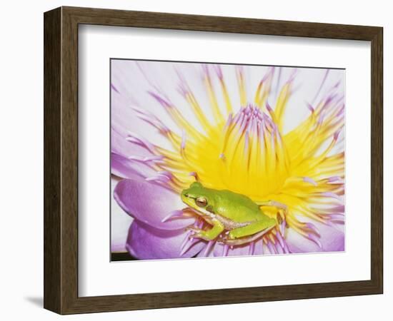 Eastern Dwarf Tree Frog on Blossoming Water Lily-Gary Bell-Framed Photographic Print