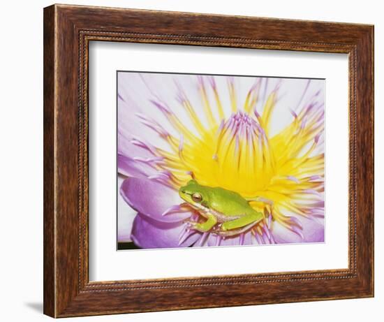 Eastern Dwarf Tree Frog on Blossoming Water Lily-Gary Bell-Framed Photographic Print