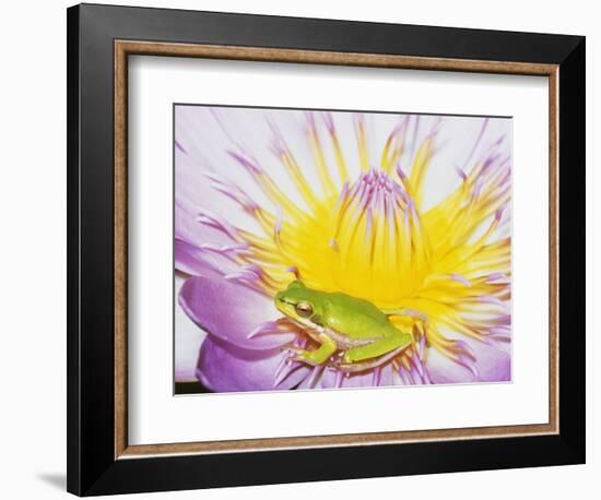 Eastern Dwarf Tree Frog on Blossoming Water Lily-Gary Bell-Framed Photographic Print