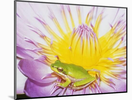 Eastern Dwarf Tree Frog on Blossoming Water Lily-Gary Bell-Mounted Photographic Print