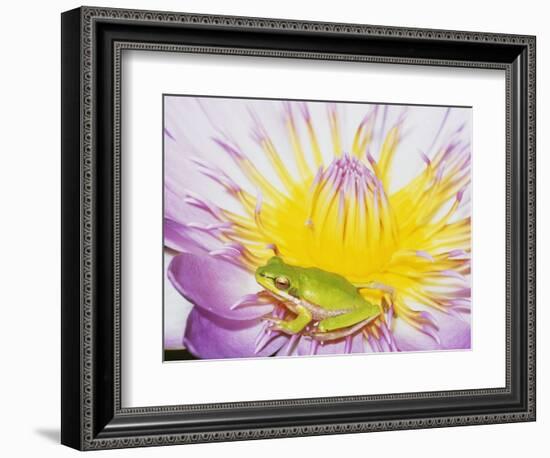 Eastern Dwarf Tree Frog on Blossoming Water Lily-Gary Bell-Framed Photographic Print