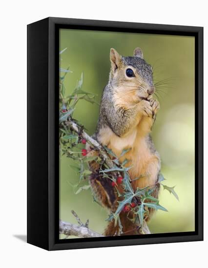 Eastern Fox Squirrel Eating Berries, Uvalde County, Hill Country, Texas, USA-Rolf Nussbaumer-Framed Premier Image Canvas