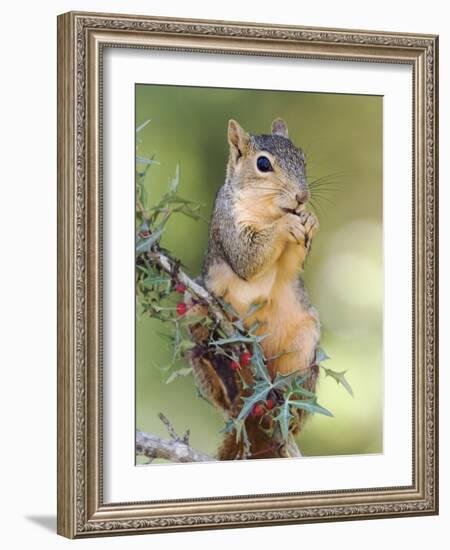 Eastern Fox Squirrel Eating Berries, Uvalde County, Hill Country, Texas, USA-Rolf Nussbaumer-Framed Photographic Print