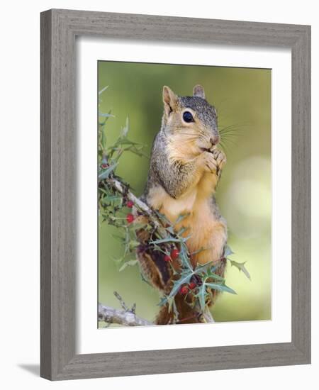 Eastern Fox Squirrel Eating Berries, Uvalde County, Hill Country, Texas, USA-Rolf Nussbaumer-Framed Photographic Print